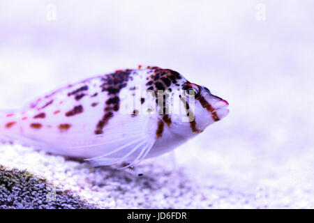 Falco hawkfish Cirrhitichthys falco sur les perchoirs et attend ses proies dans un aquarium récifal. Banque D'Images