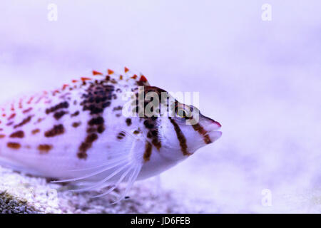 Falco hawkfish Cirrhitichthys falco sur les perchoirs et attend ses proies dans un aquarium récifal. Banque D'Images