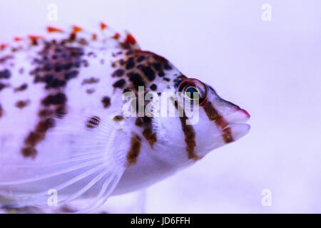 Falco hawkfish Cirrhitichthys falco sur les perchoirs et attend ses proies dans un aquarium récifal. Banque D'Images