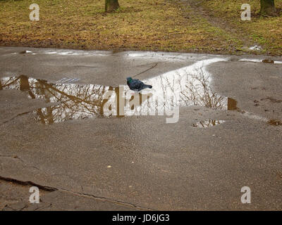 Les pigeons boire d'une flaque d'eau sur la chaussée au printemps Banque D'Images