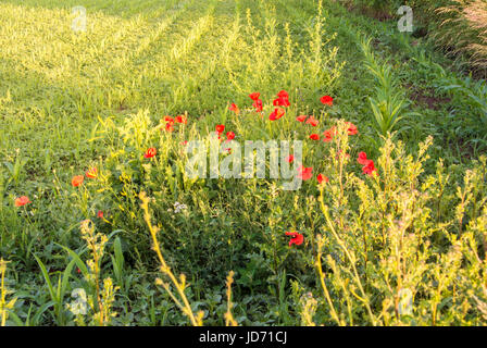 Sur le champ de coquelicots fleurs de coin, un coucher de soleil à la campagne, à Walldorf, Allemagne. Banque D'Images