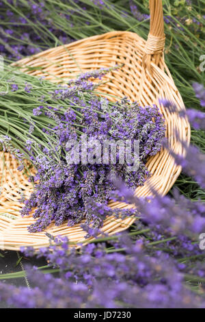 La lavande récoltée fraîche Banque D'Images