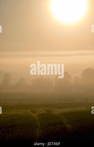 Un misty summers le lever du soleil sur les terres agricoles en milieu rural et les champs près du village de Trewornan près de Wadebridge, Cornwall, England, UK Banque D'Images