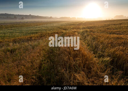 Un misty summers le lever du soleil sur les terres agricoles en milieu rural et les champs près du village de Trewornan près de Wadebridge, Cornwall, England, UK Banque D'Images