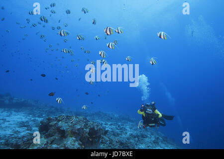 24 mars 2017 - Homme scuba diver école de tir de scolarisation bannerfish (Heniochus diphreutes) sur les récifs coralliens en eau bleue, de l'Océan Indien, les Maldives Crédit : Andrey Nekrasov/ZUMA/ZUMAPRESS.com/Alamy fil Live News Banque D'Images