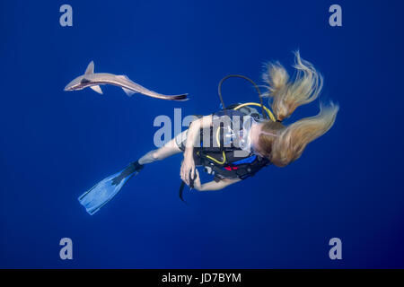 22 mars 2017 - Femmes scuba diver rechercher sur le poisson Remora (Echeneis naucrates) dans l'eau bleue, de l'Océan Indien, les Maldives Crédit : Andrey Nekrasov/ZUMA/ZUMAPRESS.com/Alamy fil Live News Banque D'Images