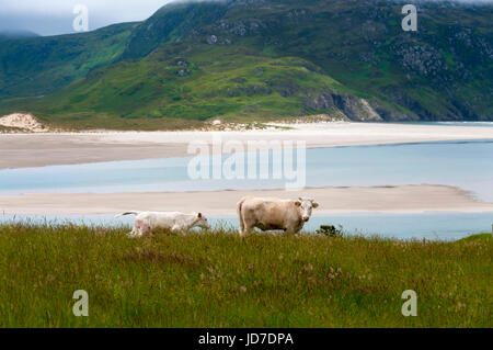 Ardara, comté de Donegal, Irlande. 19 juin 2017. Paître le bétail par le village côtier comme un ensemble complet et vaste rapport sur la façon dont les entreprises irlandaises ont besoin de s'adapter après le Royaume-Uni quitte l'UE a été publié par le groupe des employeurs, l'IBEC. Le rapport, intitulé "Brexit : défis avec des solutions - publié aujourd'hui indique que l'agriculture et de l'agriculture demeure l'un des plus exposés de Brexit industries. Crédit : Richard Wayman/Alamy Live News Banque D'Images