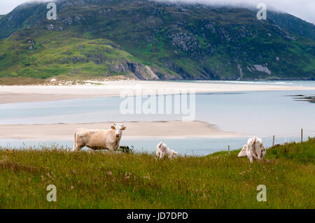 Ardara, comté de Donegal, Irlande. 19 juin 2017. Paître le bétail par le village côtier comme un ensemble complet et vaste rapport sur la façon dont les entreprises irlandaises ont besoin de s'adapter après le Royaume-Uni quitte l'UE a été publié par le groupe des employeurs, l'IBEC. Le rapport, intitulé "Brexit : défis avec des solutions - publié aujourd'hui indique que l'agriculture et de l'agriculture demeure l'un des plus exposés de Brexit industries. Crédit : Richard Wayman/Alamy Live News Banque D'Images