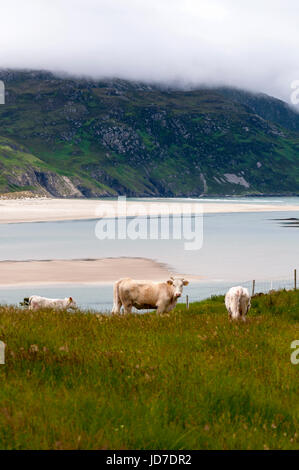 Ardara, comté de Donegal, Irlande. 19 juin 2017. Paître le bétail par le village côtier comme un ensemble complet et vaste rapport sur la façon dont les entreprises irlandaises ont besoin de s'adapter après le Royaume-Uni quitte l'UE a été publié par le groupe des employeurs, l'IBEC. Le rapport, intitulé "Brexit : défis avec des solutions - publié aujourd'hui indique que l'agriculture et de l'agriculture demeure l'un des plus exposés de Brexit industries. Crédit : Richard Wayman/Alamy Live News Banque D'Images