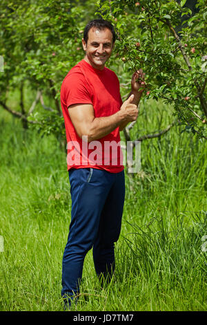 Contrôle de l'homme agriculteur ses pommiers dans le jardin Banque D'Images