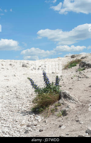 Un champ de fleurs violettes poussant sur une falaise Banque D'Images