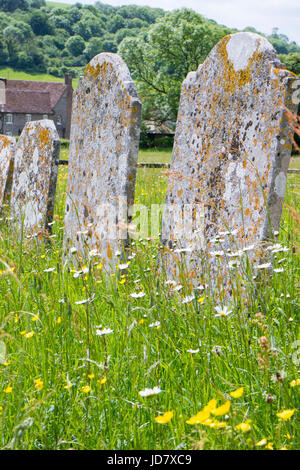 Pierres tombales anciennes et fleurs sauvages dans un cimetière wildlife friendly, England, UK Banque D'Images