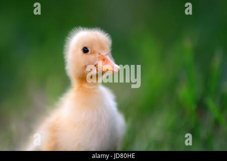 Petit caneton jaune on Green grass Banque D'Images