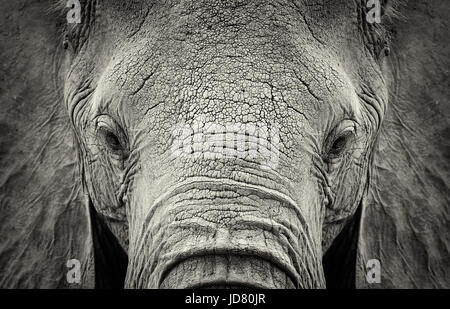 Close-up of African Elephant (Loxodonta africana). Le Kenya, l'Afrique Banque D'Images