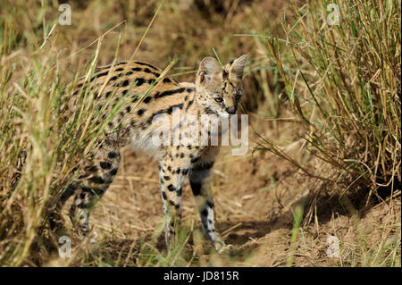 Chat Serval (Felis serval) marche dans l'environnement naturel Banque D'Images