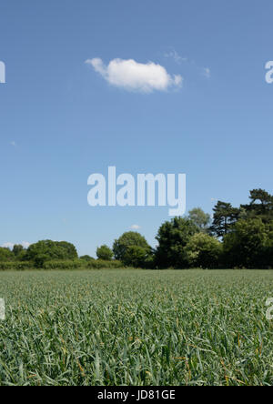 Cumulus fructus dans le ciel bleu sur le champ de maïs avec des arbres en arrière-plan en été sous le soleil dans le nord-ouest de l'angleterre du royaume-uni Banque D'Images