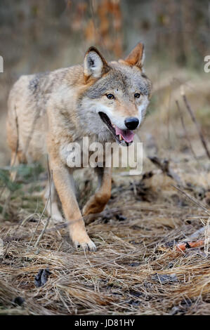 Loup sauvage dans la forêt Banque D'Images