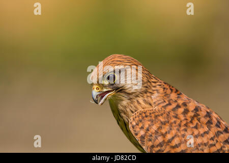 Portrait Kestrel européenne Banque D'Images