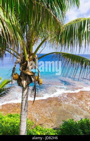 Scène tropicale palmiers et cocotiers se balançant dans breeze sur ocean horizon lointain et au-dessous du ciel. Banque D'Images