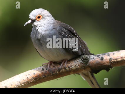 Colombe Diamant australienne (Geopelia cuneata) Banque D'Images