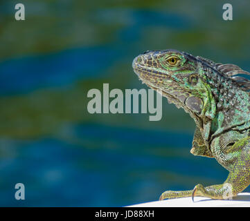 Iguane vert bain de soleil sur les roches de la rive Banque D'Images