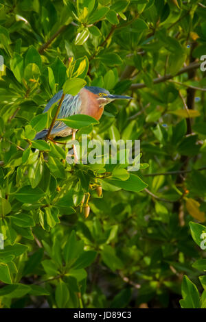 Le héron vert oiseau perché sur un arbre de la mangrove Banque D'Images