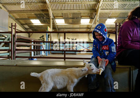 Un rire jeune garçon (5 ans) biberon une chèvre à la ferme Aventure Putlake Swanage dans le Dorset nr Banque D'Images