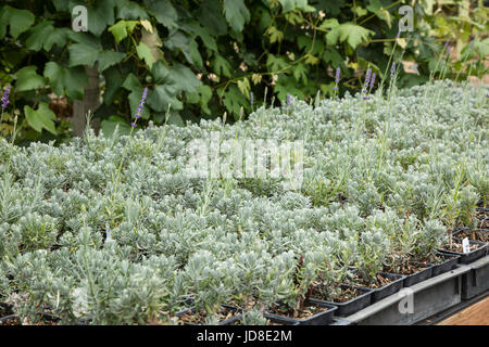 Les plateaux de petites plantes lavande en pot Banque D'Images