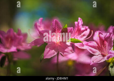 Les fleurs d'azalée roses (Rhododendron) sont rétroéclairées par le soleil, apparaissant illuminées de l'intérieur. Banque D'Images