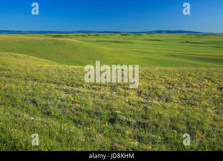 Collines des prairies et des fleurs sauvages, avec le petit belt montagnes au loin, près de harlowton, Montana Banque D'Images