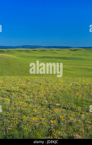 Collines des prairies et des fleurs sauvages, avec le petit belt montagnes au loin, près de harlowton, Montana Banque D'Images