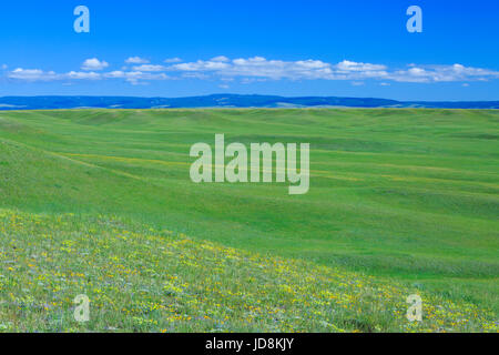 Collines des prairies et des fleurs sauvages, avec le petit belt montagnes au loin, près de harlowton, Montana Banque D'Images