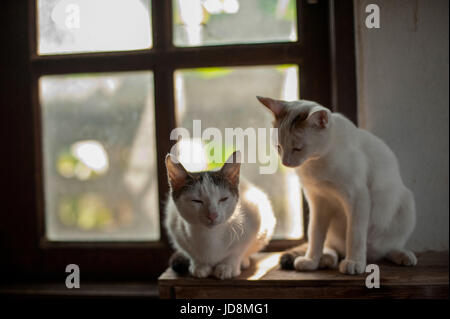 Séance détente chat blanc, mignon drôle Banque D'Images