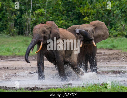 Éléphants de forêt jouant les uns avec les autres. République centrafricaine. République du Congo. Réserve spéciale de Dzanga-Sangha. Banque D'Images