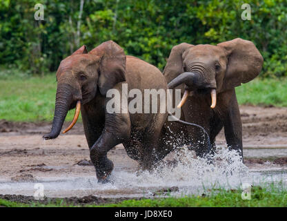 Éléphants de forêt jouant les uns avec les autres. République centrafricaine. République du Congo. Réserve spéciale de Dzanga-Sangha. Banque D'Images