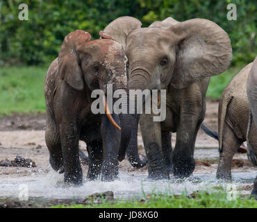 Éléphants de forêt jouant les uns avec les autres. République centrafricaine. République du Congo. Réserve spéciale de Dzanga-Sangha. Banque D'Images