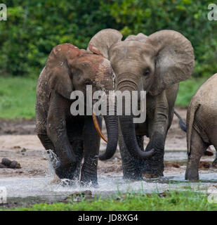 Éléphants de forêt jouant les uns avec les autres. République centrafricaine. République du Congo. Réserve spéciale de Dzanga-Sangha. Banque D'Images