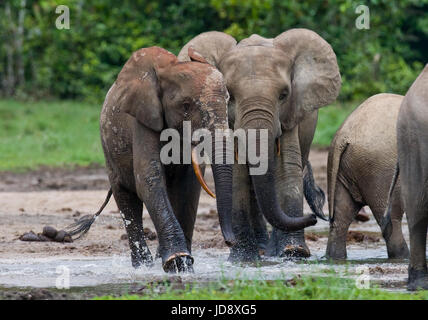 Éléphants de forêt jouant les uns avec les autres. République centrafricaine. République du Congo. Réserve spéciale de Dzanga-Sangha. Banque D'Images