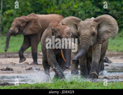 Éléphants de forêt jouant les uns avec les autres. République centrafricaine. République du Congo. Réserve spéciale de Dzanga-Sangha. Banque D'Images