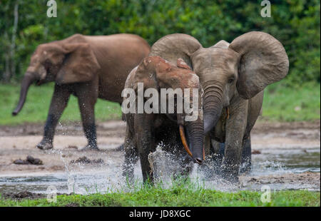 Éléphants de forêt jouant les uns avec les autres. République centrafricaine. République du Congo. Réserve spéciale de Dzanga-Sangha. Banque D'Images