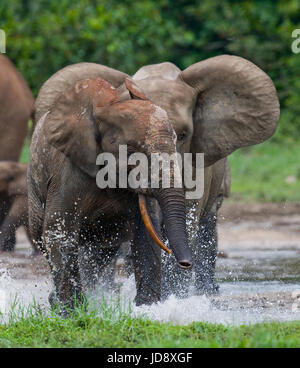 Éléphants de forêt jouant les uns avec les autres. République centrafricaine. République du Congo. Réserve spéciale de Dzanga-Sangha. Banque D'Images