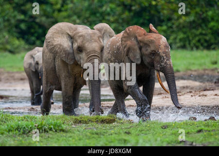 Groupe d'éléphants de forêt à la lisière de la forêt. République du Congo. Réserve spéciale de Dzanga-Sangha. République centrafricaine. Banque D'Images