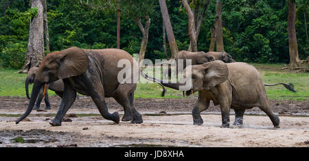 Éléphants de forêt jouant les uns avec les autres. République centrafricaine. République du Congo. Réserve spéciale de Dzanga-Sangha. Banque D'Images