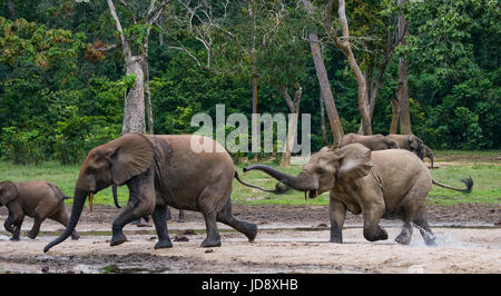 Éléphants de forêt jouant les uns avec les autres. République centrafricaine. République du Congo. Réserve spéciale de Dzanga-Sangha. Banque D'Images