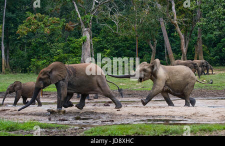 Éléphants de forêt jouant les uns avec les autres. République centrafricaine. République du Congo. Réserve spéciale de Dzanga-Sangha. Banque D'Images