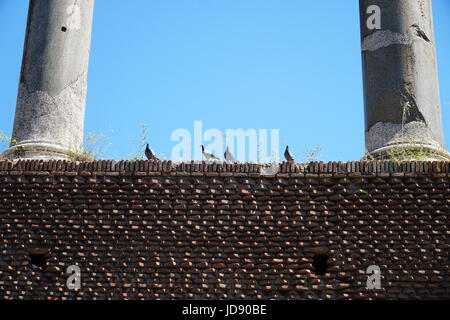 Pigeons romain sur mur de brique ancienne entre les colonnes du Temple de Vénus Banque D'Images