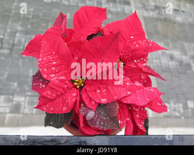 Gros plan du poinsettia rouge fleur de Noël - maison de repos Banque D'Images