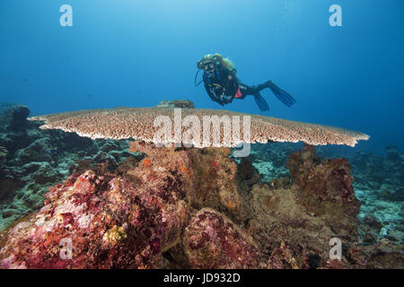 Plongeur femelle rechercher sur table coral (Acropora sp.) Océan Indien, les Maldives Banque D'Images