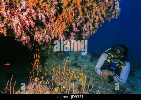 Scuba Diver mâle regardez sur beau récif de corail dans l'Océan Indien, les Maldives Banque D'Images