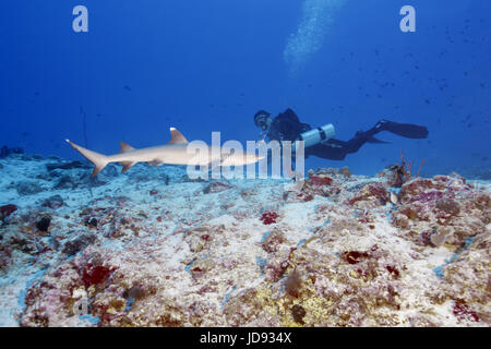 Scuba Diver mâle regardez sur Whitetip reef shark (Triaenodon obesus) dans l'eau bleue, de l'Océan Indien, les Maldives Banque D'Images